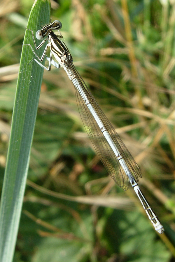 Tutte Platycnemis pennipes (Odonata, Platycnemididae)
